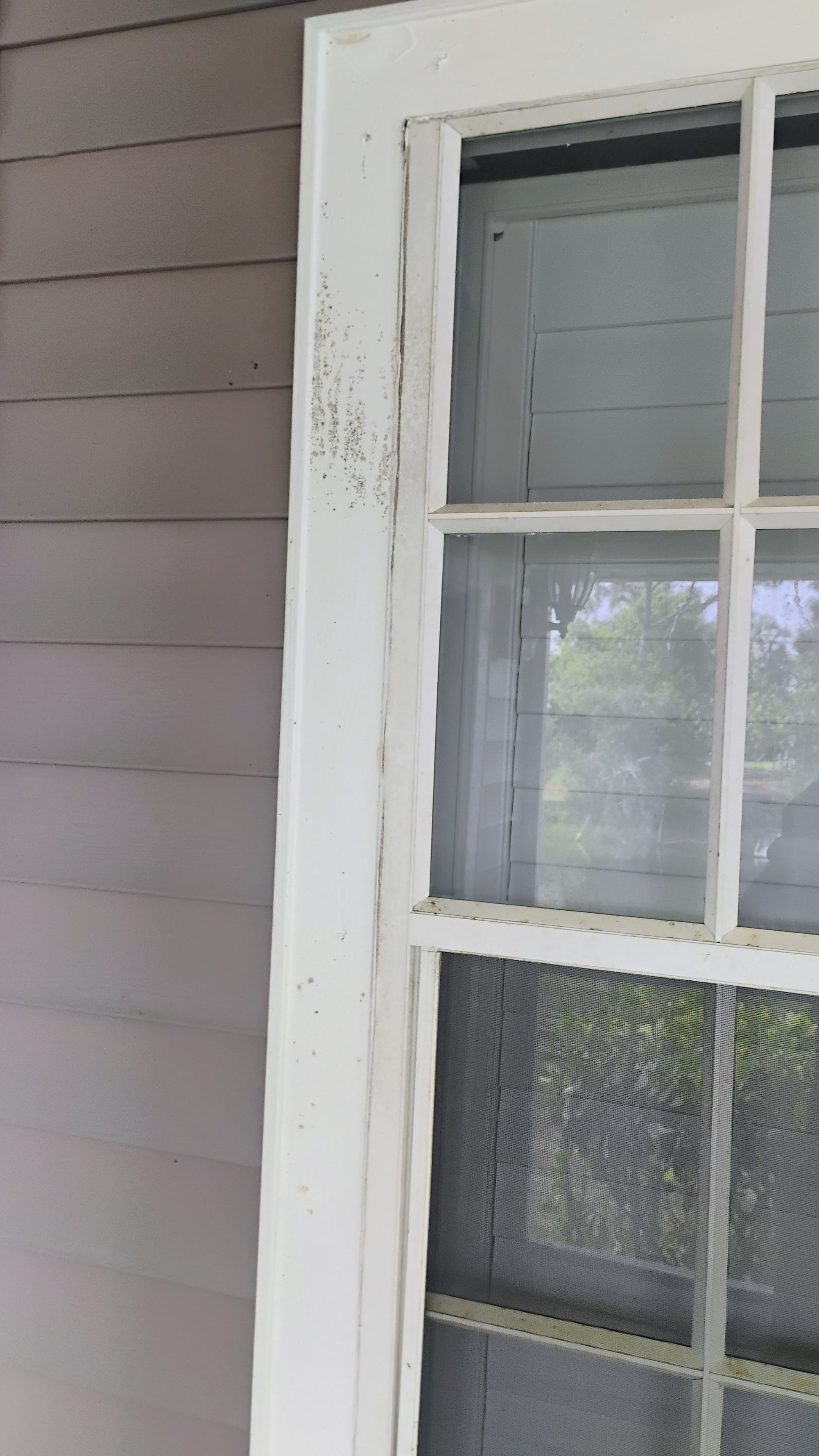 Window and trim repair